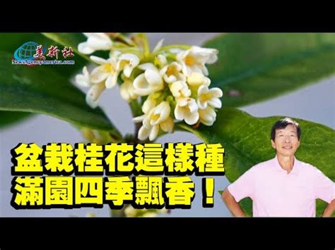 桂花好種嗎|【桂花好種嗎】桂花好種嗎？手把手教你打造香飄萬裏的桂花庭園。